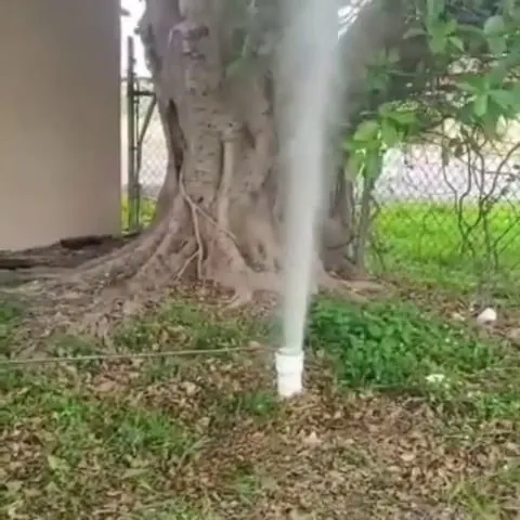 Tall plume of water blowing out of a white PVC cleanout beside a banyan tree trunk